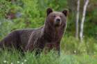 Portrait of a European brown bear Kuhmo-Finland Art Print